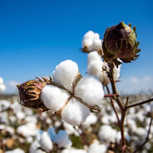 ALGODÃO/CEPEA: Cotação externa avança, mas desvalorização do dólar pressiona valor no BR