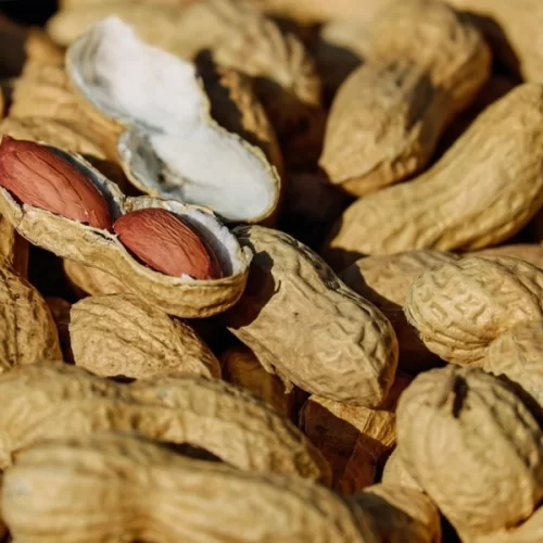 Amendoim: Exportação registra marca história de 180 mil toneladas 