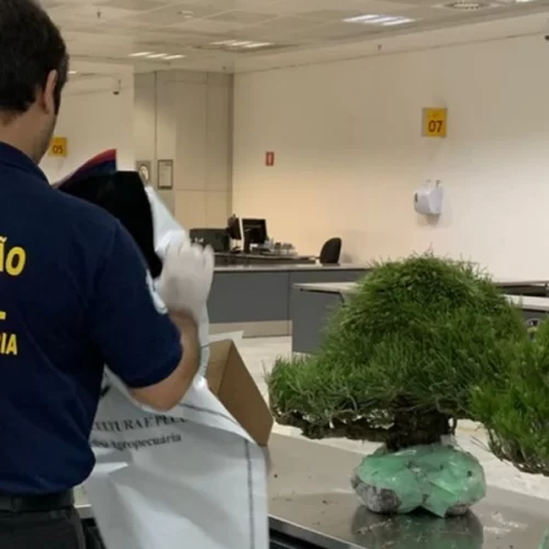Vigiagro apreende bonsais importados irregularmente no Aeroporto de Guarulhos