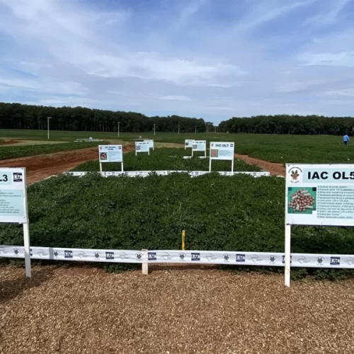 Apta Regional de Pindorama sediará 17º Encontro de Produtores de Amendoim no dia 4 de março