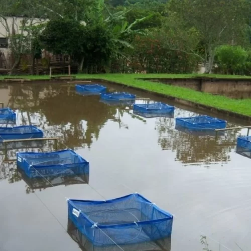 Aquicultura sustentável contribui para a diminuição do impacto das mudanças climáticas
