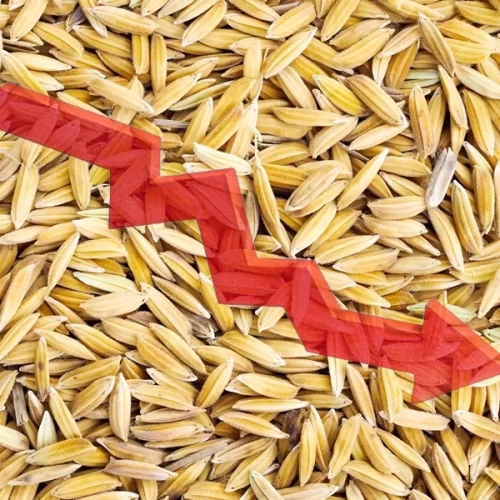 ARROZ/CEPEA: Demanda esboça reação, mas preço segue em queda