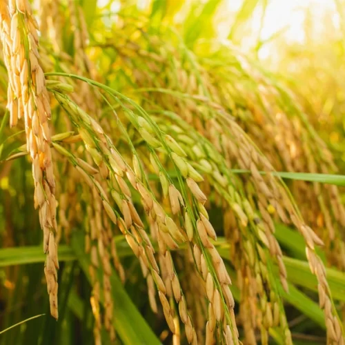 ARROZ/CEPEA: Preços mantêm estabilidade