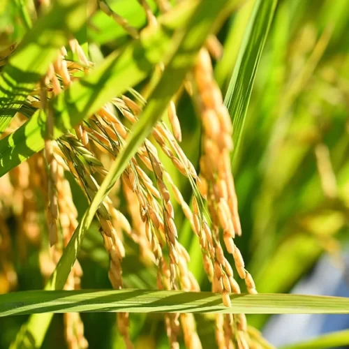 ARROZ/CEPEA: De forma pontual, colheita da safra 2024/25 é iniciada no RS