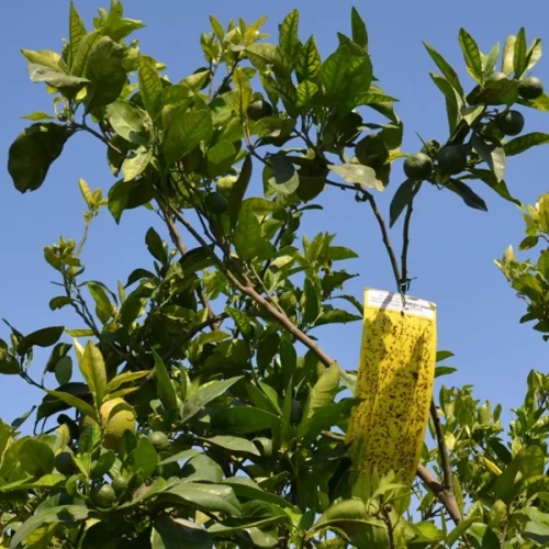Aumento do psilídeo no período de brotações acende alerta aos citricultores