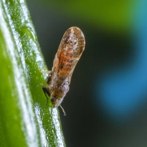 Avalia Psilídeo: eficácia dos inseticidas é testada em mais de 100