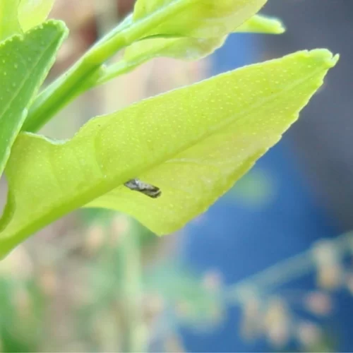 Avalia Psilídeo: atualização tem dados de populações do inseto coletadas em três regiões paulistas