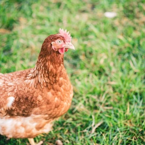 Hormônio no frango é mito, mas ainda convence 7 em cada 10 brasileiros