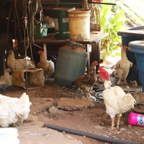 Influenza Aviária: Defesa Agropecuária realiza ações sanitárias diante do primeiro caso em criação de subsistência