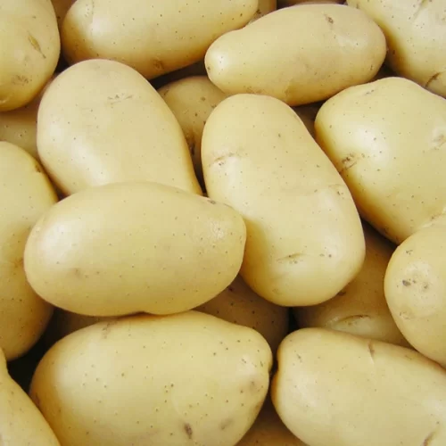 BATATA/CEPEA: Chuvas nas praças paulistas reduzem oferta nos atacados, e preços sobem