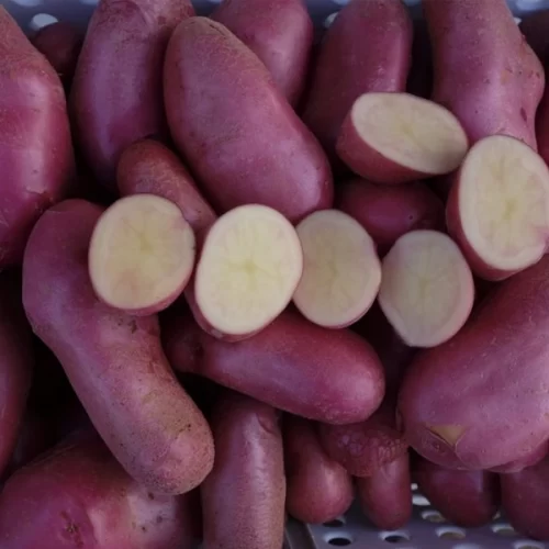 Hortitec 2025: IAC expõe recentes tecnologias nas áreas de horticultura e sanidade