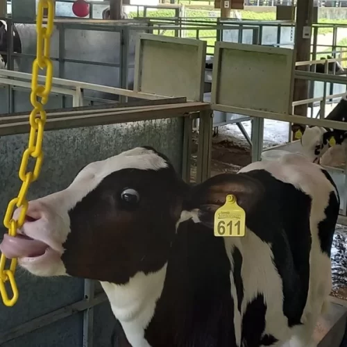 Enriquecimento ambiental pode melhorar a saúde e o bem-estar de bezerras leiteiras, aponta pesquisa do IZ