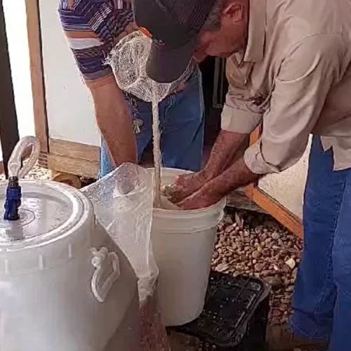 Cacaueiros começam a produzir e agricultores aprendem a beneficiar as amêndoas