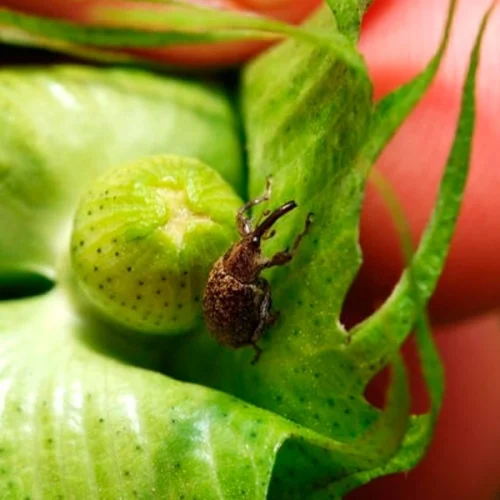 Bicudo-do-algodoeiro segue como principal desafio do algodão no Brasil