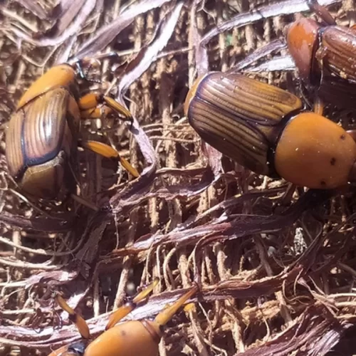 Mapa alerta para risco do bicudo-vermelho e reforça medidas de prevenção no país