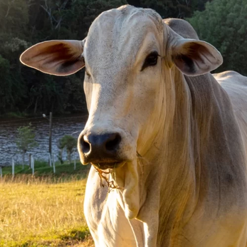 BOI/CEPEA: Maior demanda contribui para sustentar altas de preços da carne