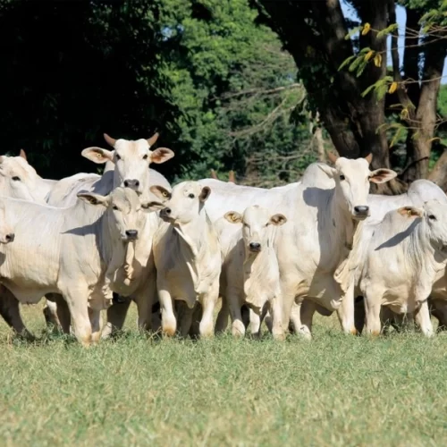 IZ celebra dia do Zootecnista, profissional essencial para a produção animal
