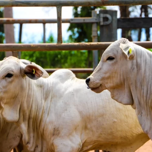 BOI/CEPEA: Arroba se mantém valorizada com oferta limitada e demanda firme