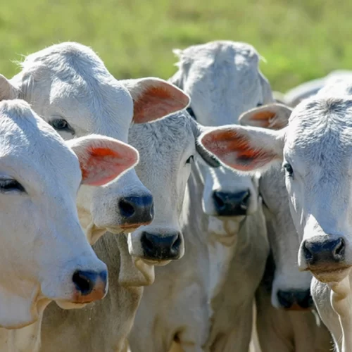 BOI/CEPEA: Abate atinge recorde em 2025, mas demanda aquecida sustenta valor