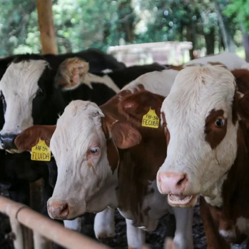 Fundo de sanidade animal garante ‘seguro’ a pecuaristas e competitividade internacional
