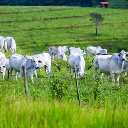 Sanidade Animal – Em São Paulo, Campanha de Atualização dos Rebanhos começa na próxima segunda-feira, 11 de maio