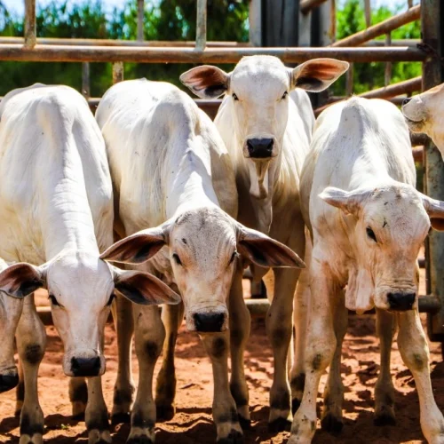 Sanidade Animal – Campanha de Atualização dos Rebanhos no segundo semestre começa neste domingo, dia 1º de novembro