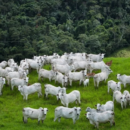 Comissão Nacional de Bovinocultura de Corte discute mercado e rastreabilidade