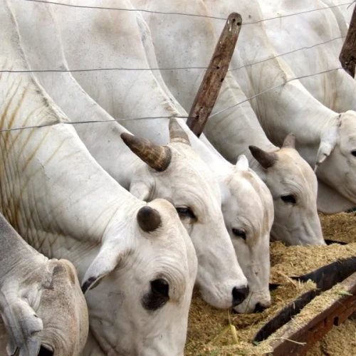 Carnes e café lideram crescimento da agropecuária paulista em 2025