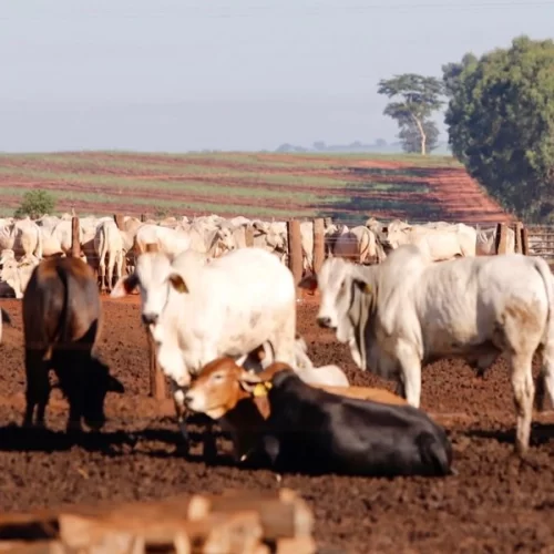 Secretaria de Agricultura lança nova linha de crédito para fortalecer a pecuária de corte 