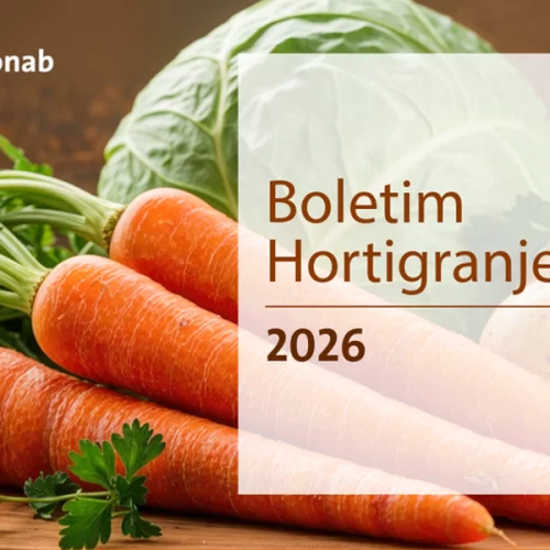 Frutas registram queda de preços em todos os mercados atacadistas analisados pela Conab