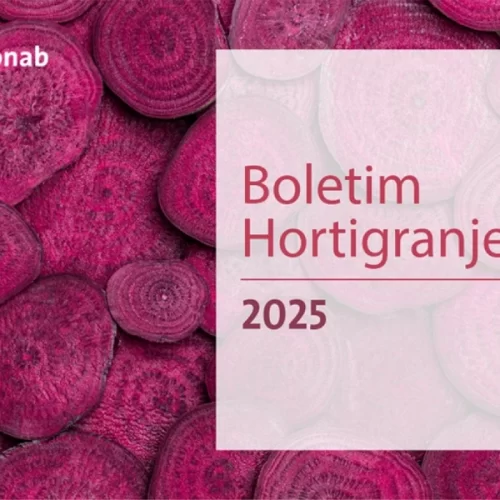 Preços de hortaliças seguem em queda nos principais mercados atacadistas