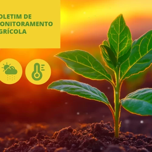 Conab divulga Boletim de Monitoramento Agrícola de agosto com clima favorável ao desenvolvimento das lavouras