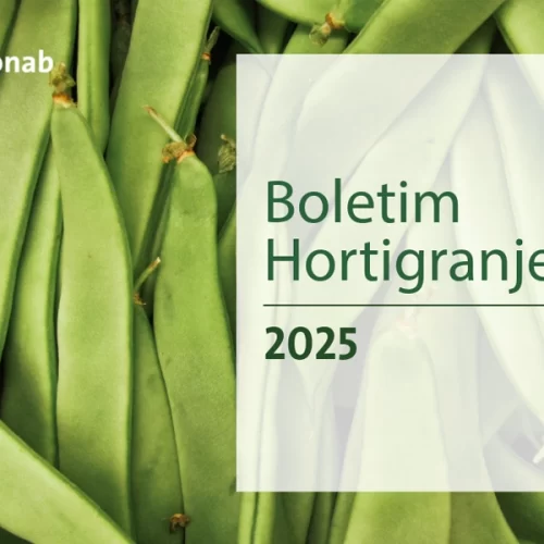 Pesquisa da Conab aponta queda de preços da cenoura nos primeiros dias de novembro