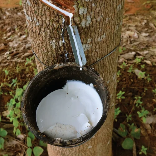 Conab realiza hoje leilões de PEPRO e PEP para a borracha natural