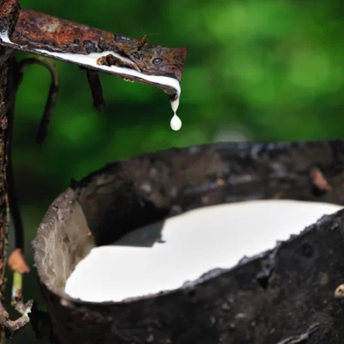 Governo Federal prorroga alíquota de importação da borracha natural até 2027