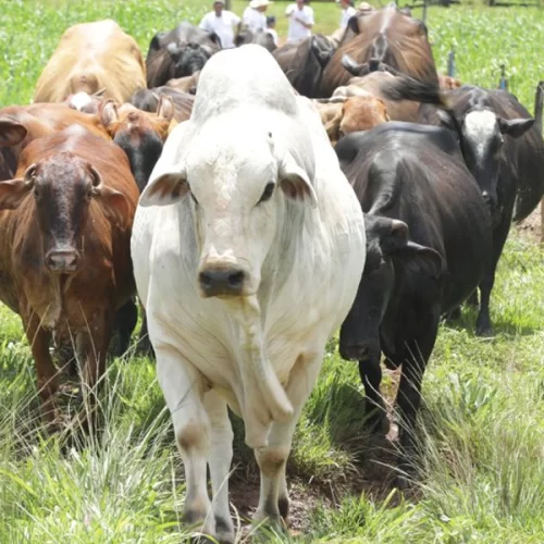 Bovinocultura de Corte apresenta seus desafios em 2026