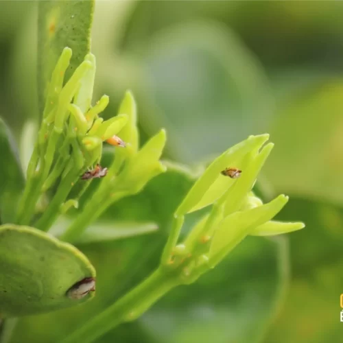 Brotações atingem maior pico da série histórica e Fundecitrus reforça alerta para aumento do risco de greening