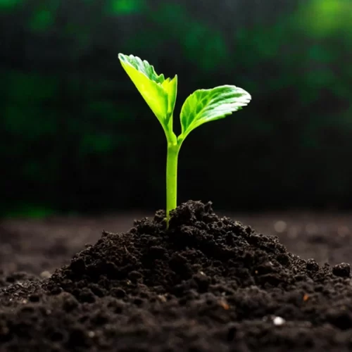 Mapa cria canal exclusivo para notificação de suspeitas de novas pragas