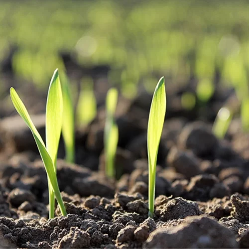Governo Federal altera decreto que regulamenta a Lei de Fertilizantes para adequação à Lei do Autocontrole