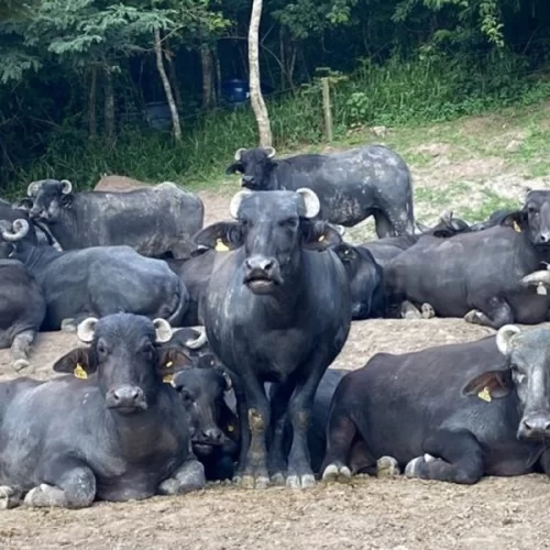 Metodologia desenvolvida no IZ promete aumentar rendimento de queijo muçarela
