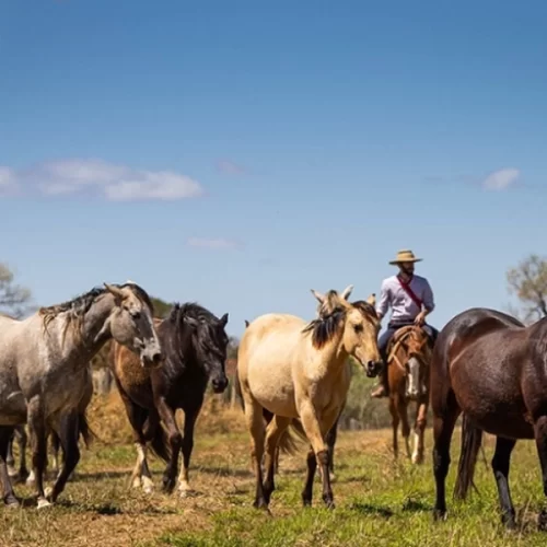 CNA realiza questionário sobre equideocultura no Brasil