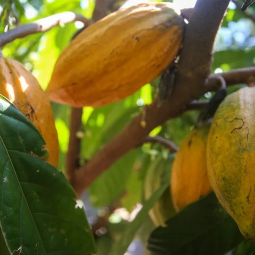 Dia do Cacau: Governo de SP impulsiona produção e eleva força do cultivo no estado