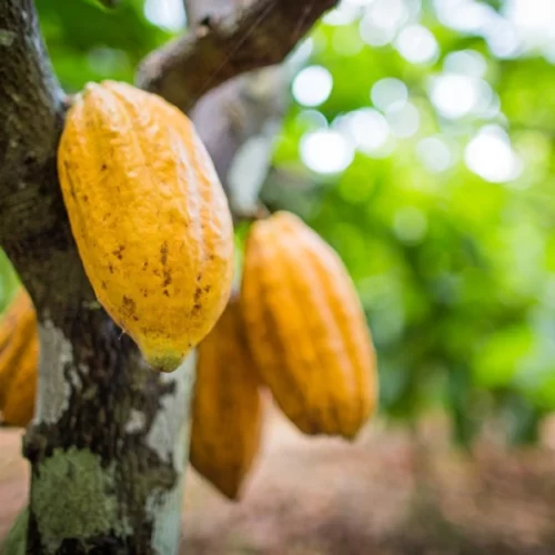 Para CNA e Federações, mudança das regras de drawback para importação de amêndoa de cacau protege produção nacional