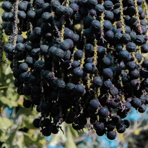 Mapa publica preços mínimos para os produtos extrativos da safra 2026