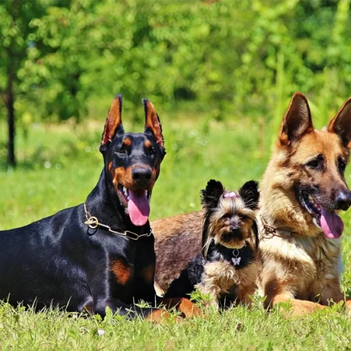 Proteger os cães com coleiras ectoparasiticidas auxilia no controle ambiental e evita a disseminação de doenças causadas por pulgas, carrapatos e outros vetores