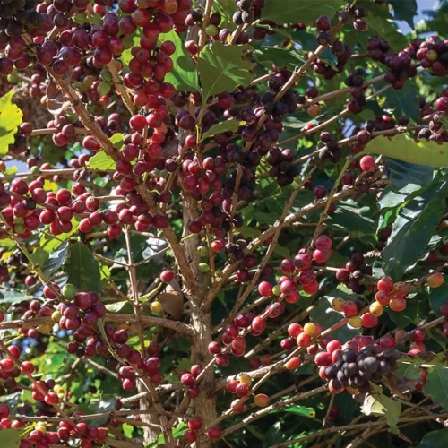 Produção de café Conilon aponta crescimento de 37,2%