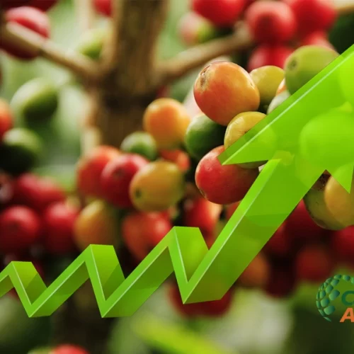 Produção de café apresenta recuperação de 2,7% em 2025, estimada em 55,7 milhões de sacas