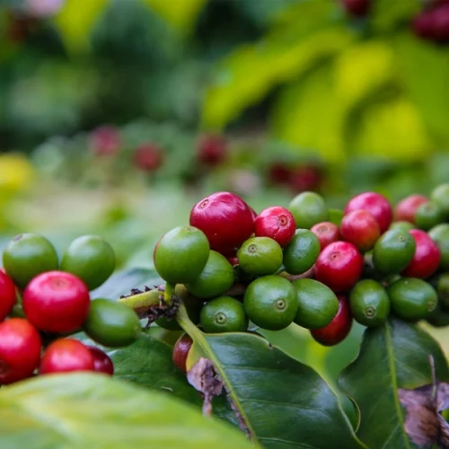 Governo de SP firma cooperação com programa da União Europeia para apoiar produtores rurais paulistas em novas exigências ambientais