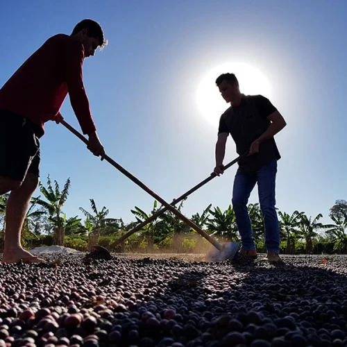 Cafezais das Matas de Rondônia sequestram 2,3 vezes mais carbono do que emitem