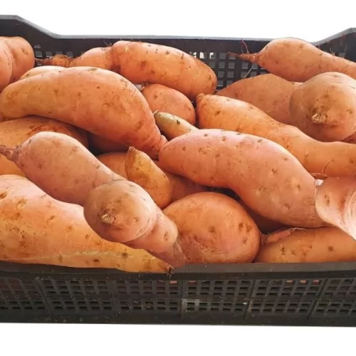 IAC expõe nova variedade de batata-doce durante a 6ª Feira Tecnológica da Batata-doce – Batatec